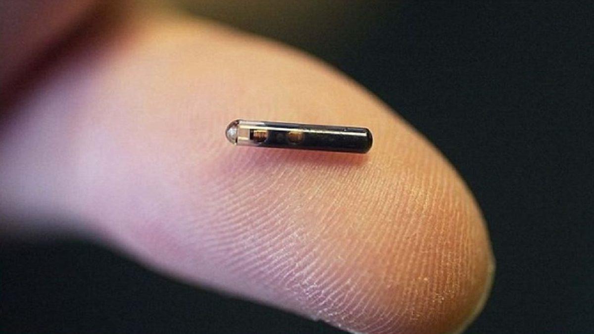 Kayıp Kedi Forbes 10 Yıl Sonra Bir Mikroçip Sayesinde Bulundu