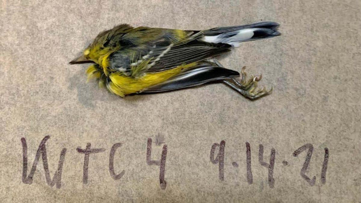 Göç Etmek İsteyen Kuşlar Işıklar Yüzünden Yolunu Şaşırarak Gökdelenlere Çarptı