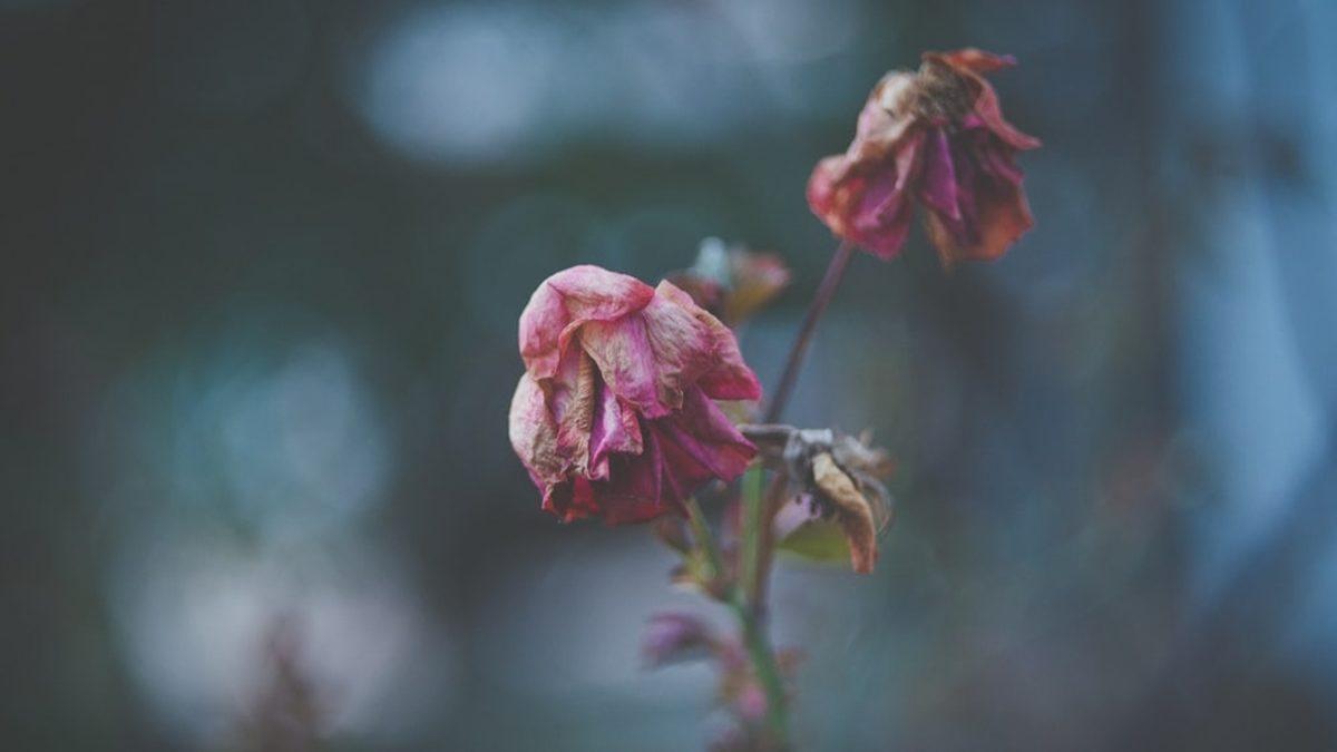 Meyveler, Çiçeklerinizin Solmasına Neden Oluyor Olabilir: Canlı Çiçeklerinizi Neden Meyvelerden Uzak Tutmalısınız?