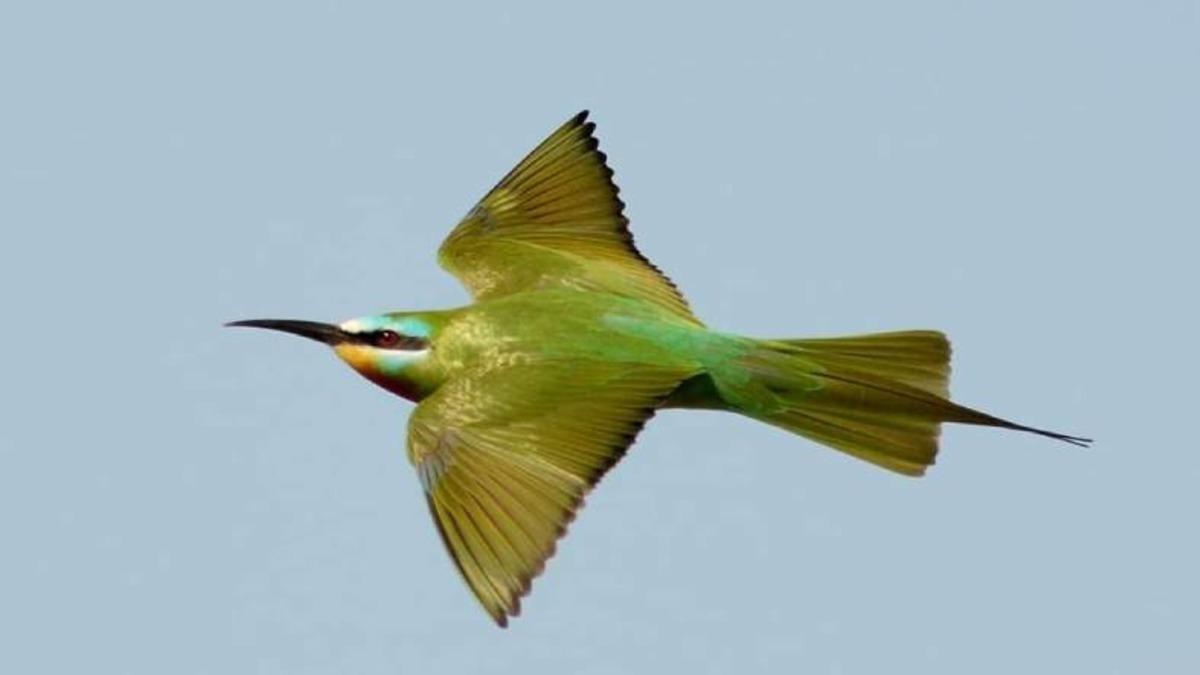 Hatay’da Nadir Bir Tür Olan Yeşil Arı Kuşu, 31 Yıl Aradan Sonra İlk Kez Görüldü