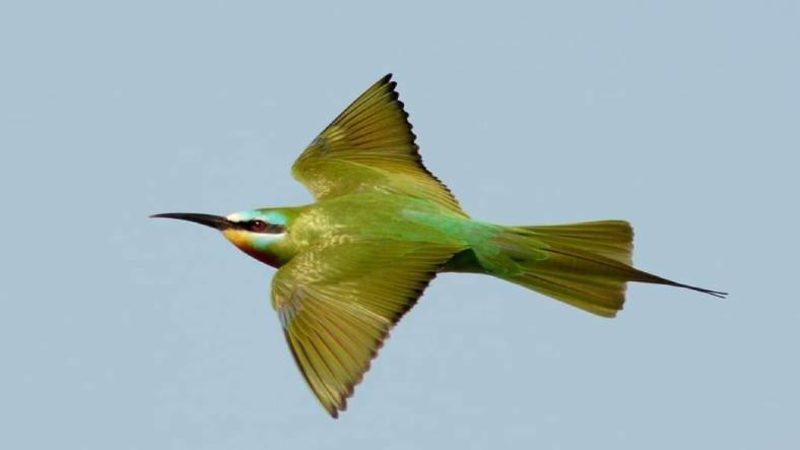 Hatay’da Nadir Bir Tür Olan Yeşil Arı Kuşu, 31 Yıl Aradan Sonra İlk Kez Görüldü