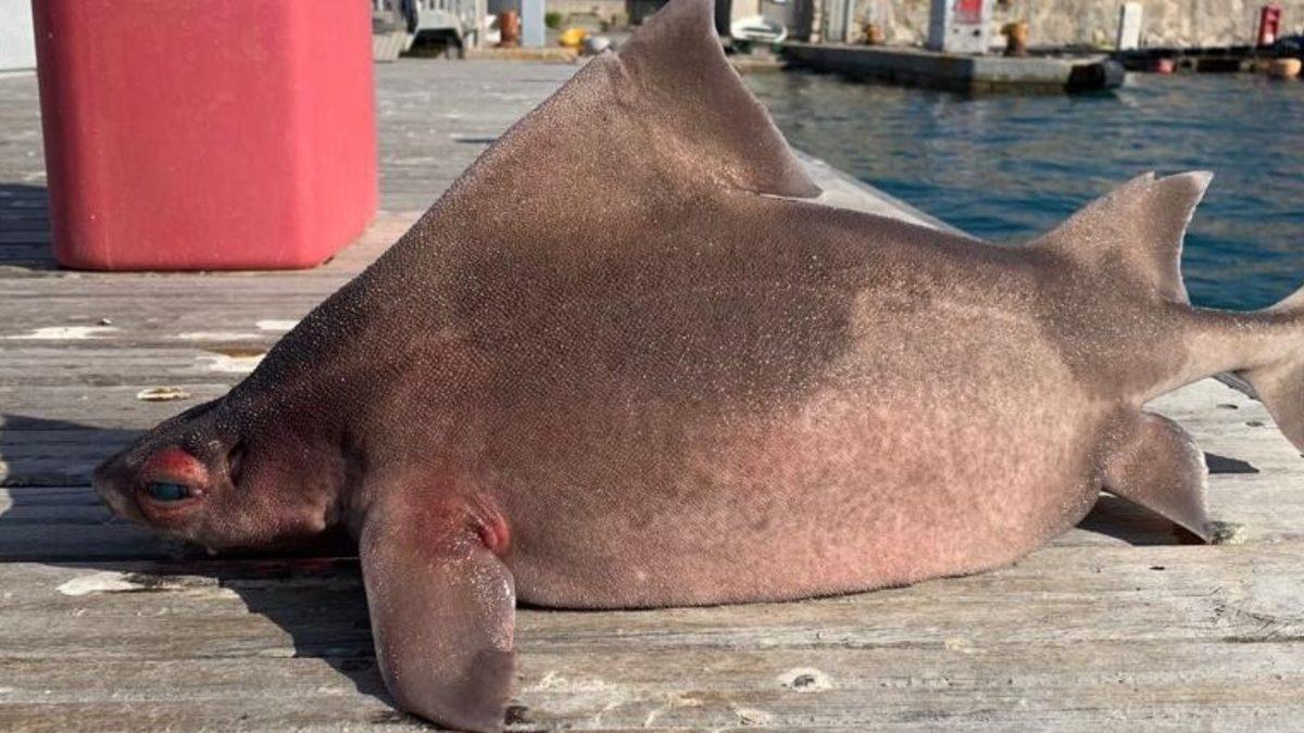 Akdeniz’de Domuz Suratlı Tuhaf Bir Köpekbalığı Yakalandı