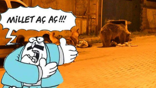 Kars’ta Bir Bozayı, Yiyecek Bulmak İçin Şehre İnip Köpeklerle Kavga Etti