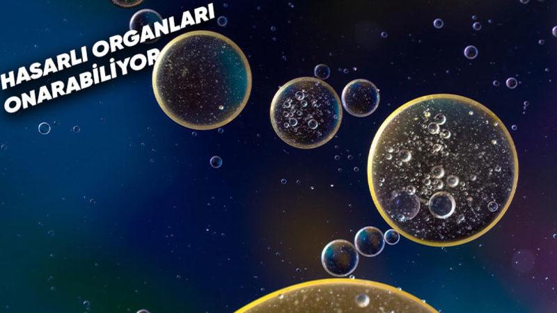 İnsanlık Ölümsüzlüğe Bir Adım Daha Yaklaştı: Sinirleri ve Organları Onaran Bir “Yapıştırıcı” Keşfedildi