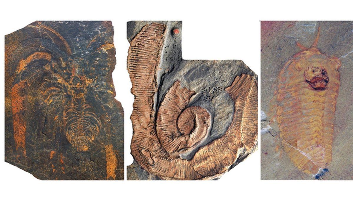 Günümüzdeki Böceklerin Yüz Milyonlarca Yıl Önce Denizlere Hakim Olan Ataları Hakkında Ürküten Keşif: Boyutları 2 Metreye Ulaşıyormuş!