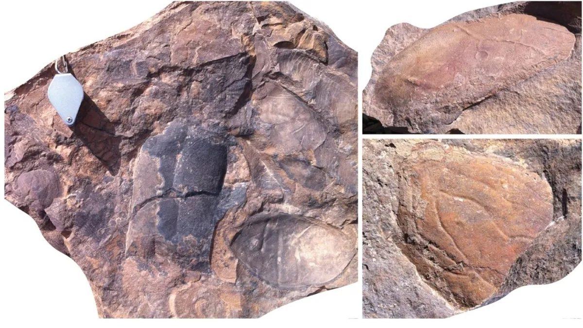 Günümüzdeki Böceklerin Yüz Milyonlarca Yıl Önce Denizlere Hakim Olan Ataları Hakkında Ürküten Keşif: Boyutları 2 Metreye Ulaşıyormuş!