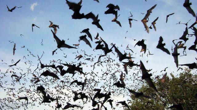 Korona Toplantısı Yapıyorlarmış: Yüzlerce Yarasanın Bir Binadan Aynı Anda Çıktığı Anlar [VİDEO]