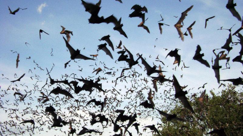 Korona Toplantısı Yapıyorlarmış: Yüzlerce Yarasanın Bir Binadan Aynı Anda Çıktığı Anlar [VİDEO]