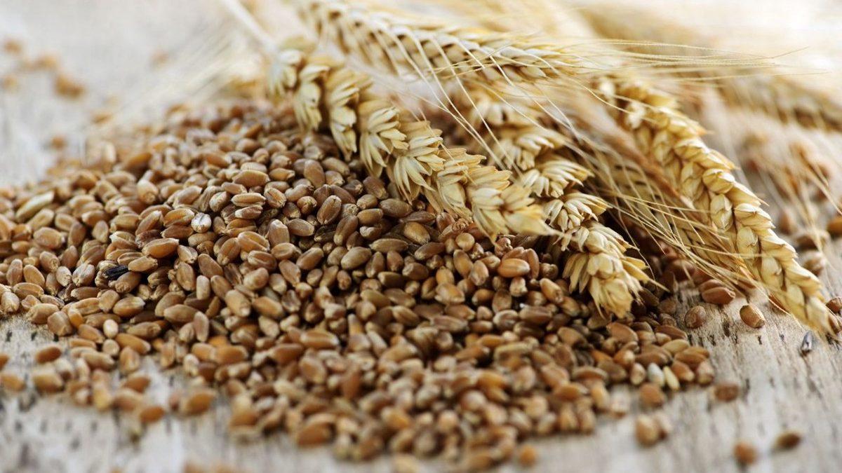 Buğdayı Öğüterek Ekmek Yapma Fikri On Binlerce Yıl Önce İlk Kimin Aklına Gelmiş Olabilir?