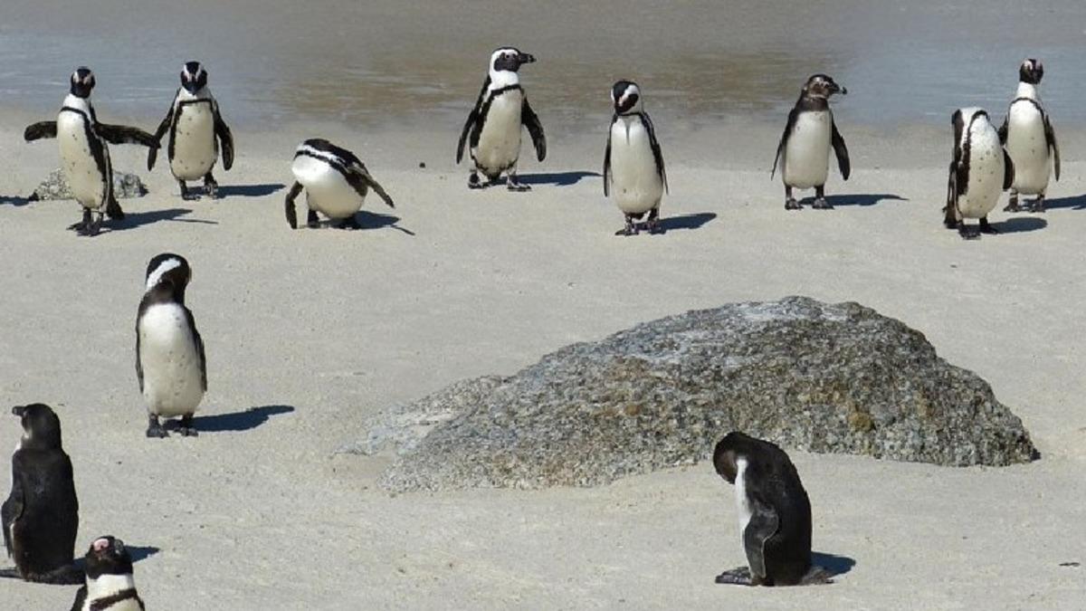 Arılara da Güvenemez Olduk: Nesli Tükenmekte Olan 63 Penguen, Arılar Tarafından Öldürüldü