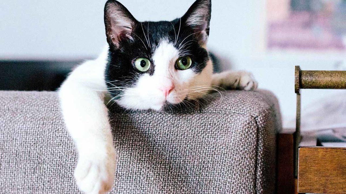 Bilim İnsanları, Oturup Kedi Videoları İzleyecek Gönüllüler Arıyor