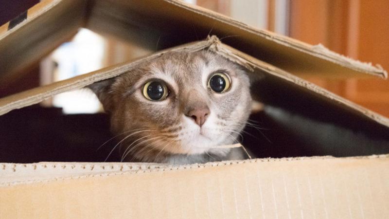 Bilim İnsanları, Oturup Kedi Videoları İzleyecek Gönüllüler Arıyor