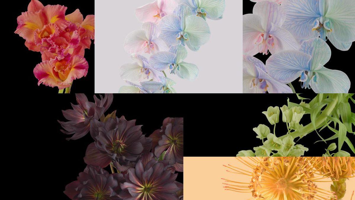 Google Pixel 6 Daha Duyurulmadan, Duvar Kağıtları Ortaya Çıktı [Hemen İndirebilirsiniz]