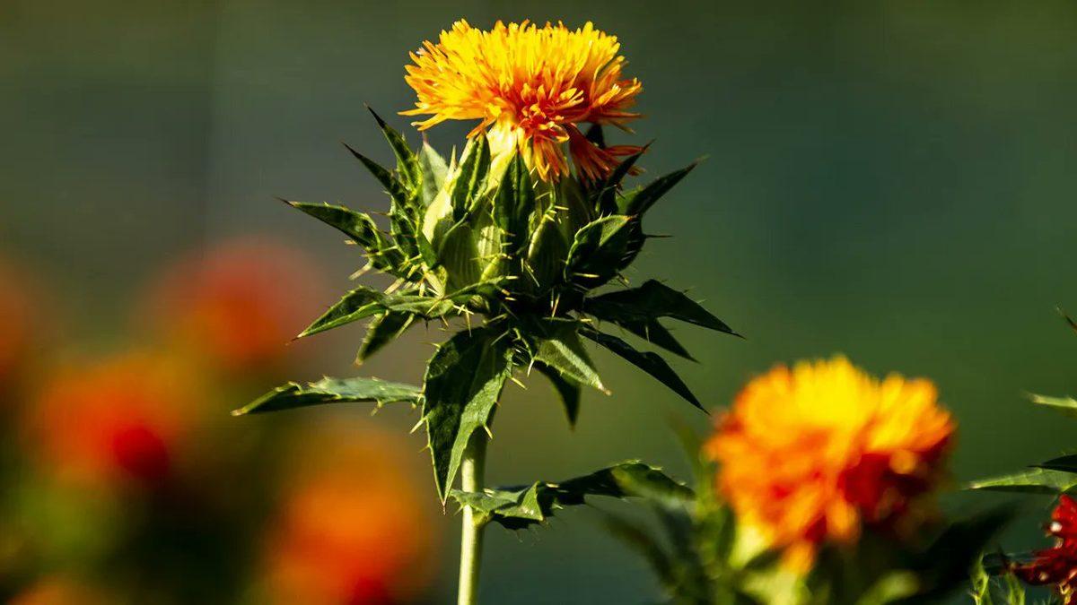 Tarih Öncesi Zamanlarda Bile Tıbbi Amaçla Kullanılan Mucizevi Bitki: Aspir Yağı Nedir, Faydaları Nelerdir?