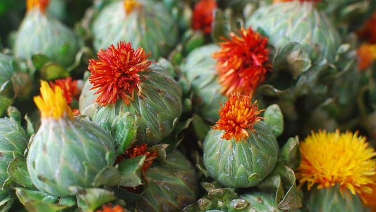 Tarih Öncesi Zamanlarda Bile Tıbbi Amaçla Kullanılan Mucizevi Bitki: Aspir Yağı Nedir, Faydaları Nelerdir?