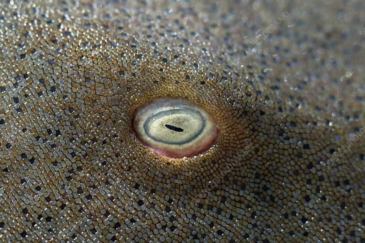 Güzel Olduğu Kadar Ürkütücü Görünen Sıra Dışı Hayvan Gözleri