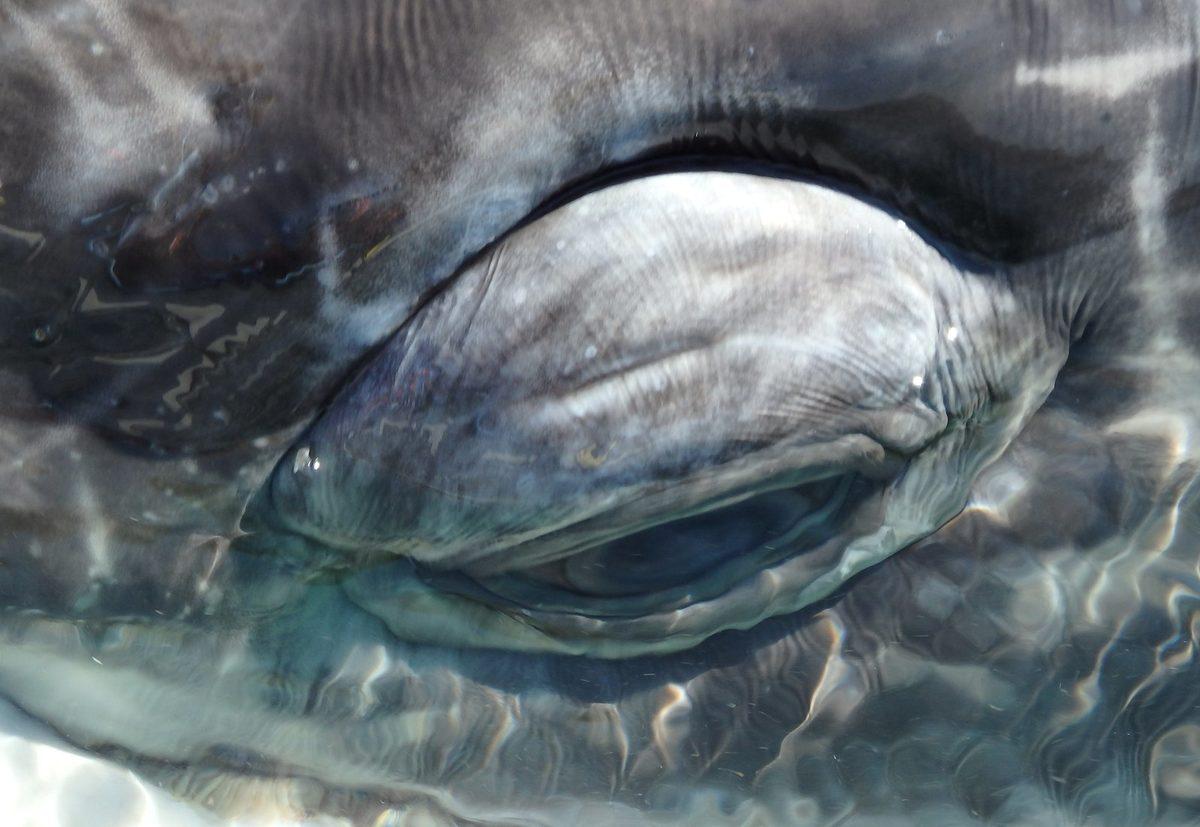 Güzel Olduğu Kadar Ürkütücü Görünen Sıra Dışı Hayvan Gözleri