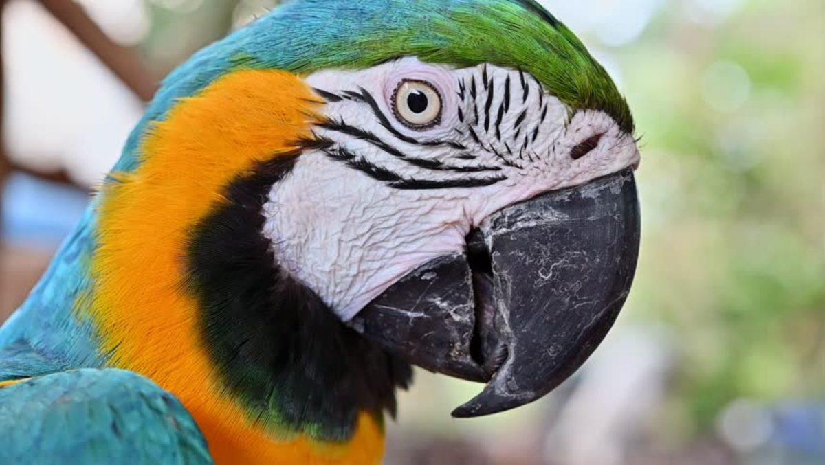 Güzel Olduğu Kadar Ürkütücü Görünen Sıra Dışı Hayvan Gözleri