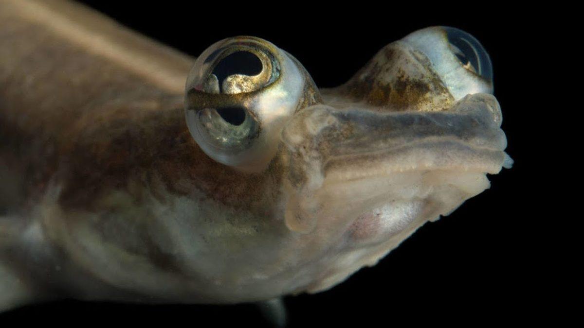 Güzel Olduğu Kadar Ürkütücü Görünen Sıra Dışı Hayvan Gözleri