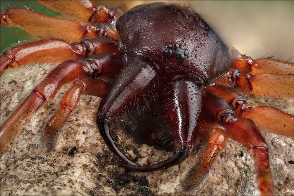 Güzel Olduğu Kadar Ürkütücü Görünen Sıra Dışı Hayvan Gözleri