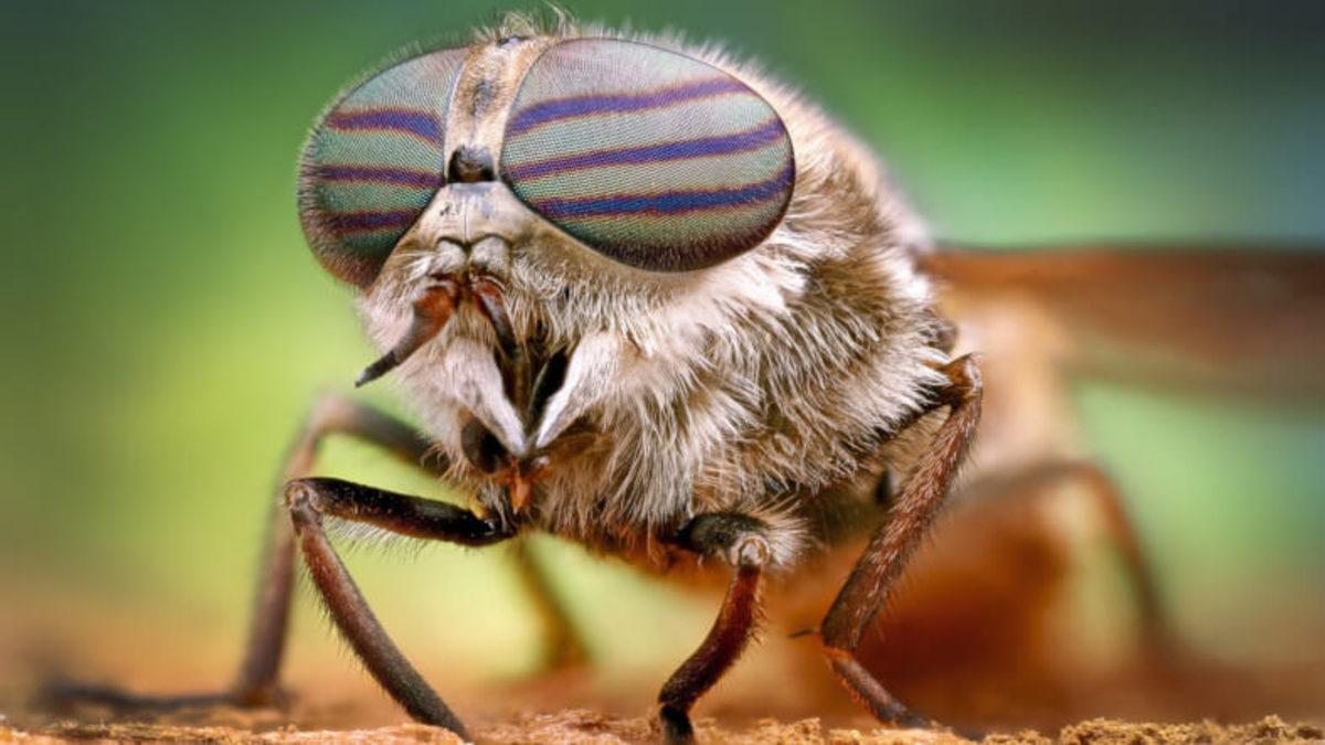 Güzel Olduğu Kadar Ürkütücü Görünen Sıra Dışı Hayvan Gözleri