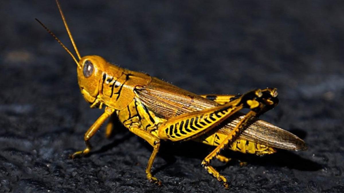 Tamam da Niye: Tatlandırıcılı Çekirgeler, Abur Cubur Olarak Satışa Sunulacak