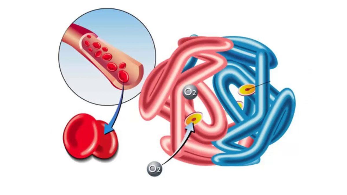 Vücudumuzda Oksijeni Taşımakla Görevli ’Hemoglobin’ Nedir, Normal Değeri Kaç Olmalı?