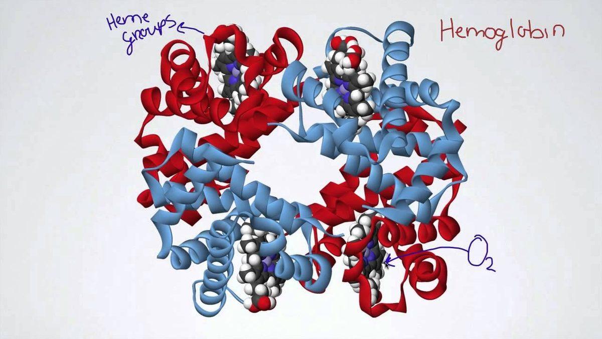 Vücudumuzda Oksijeni Taşımakla Görevli ’Hemoglobin’ Nedir, Normal Değeri Kaç Olmalı?