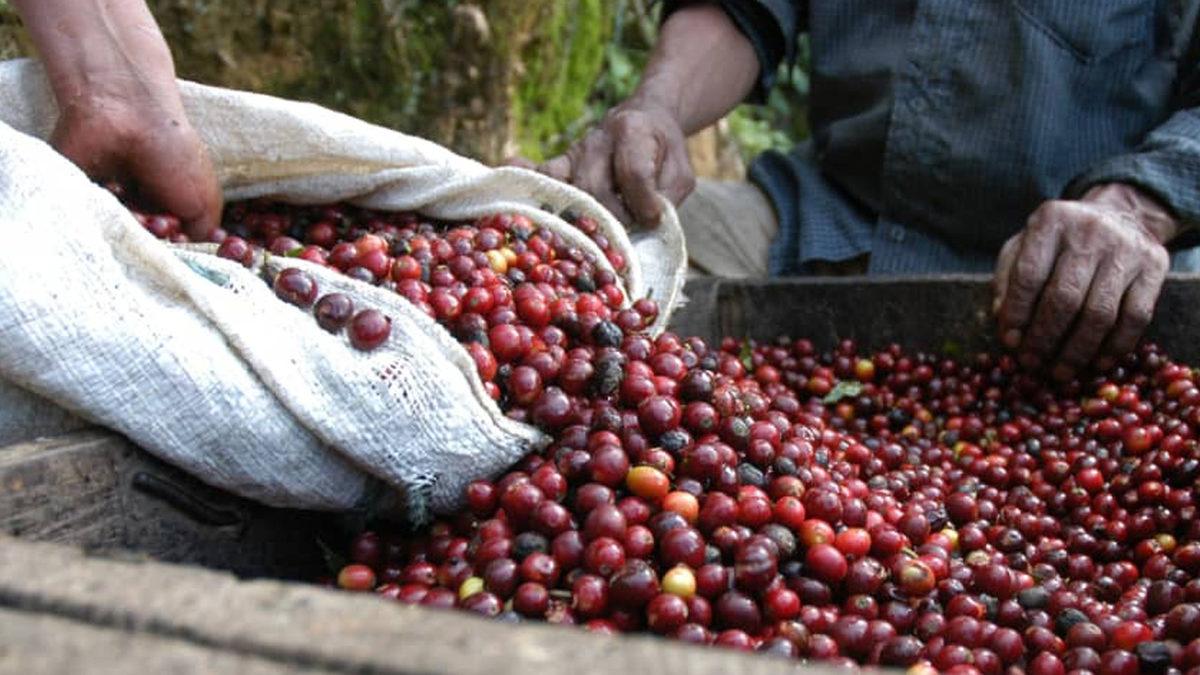 Elinizdeki Kahvenin Tadını Çıkarın Çünkü Kahvenin Hasını İçen Son Nesil Biz Olabiliriz! Peki Neden?