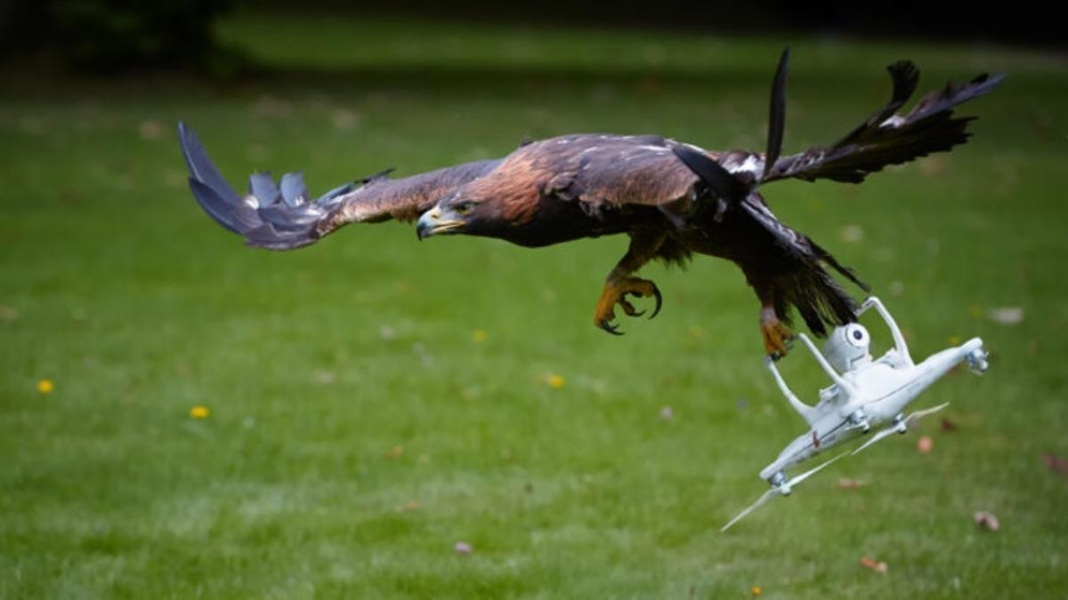 Havadayken Yan Bakmış: Bir Kuşun Uçan Drone’a Saldırdığı Anları Gösteren Video
