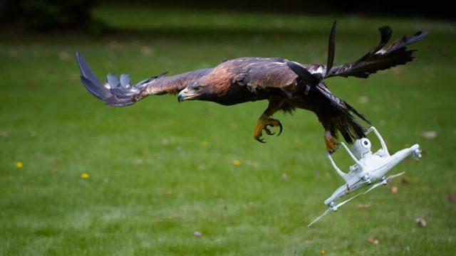 Havadayken Yan Bakmış: Bir Kuşun Uçan Drone’a Saldırdığı Anları Gösteren Video