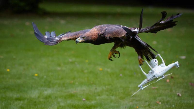 Havadayken Yan Bakmış: Bir Kuşun Uçan Drone’a Saldırdığı Anları Gösteren Video