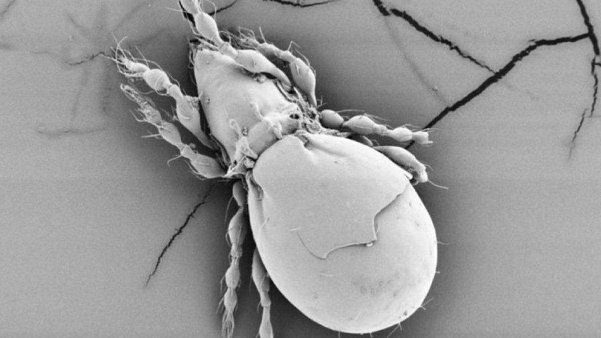 Araştırma, Hiç Cinsel İlişkiye Girmeyen Böceğin Nasıl Ürediğini Ortaya Çıkardı