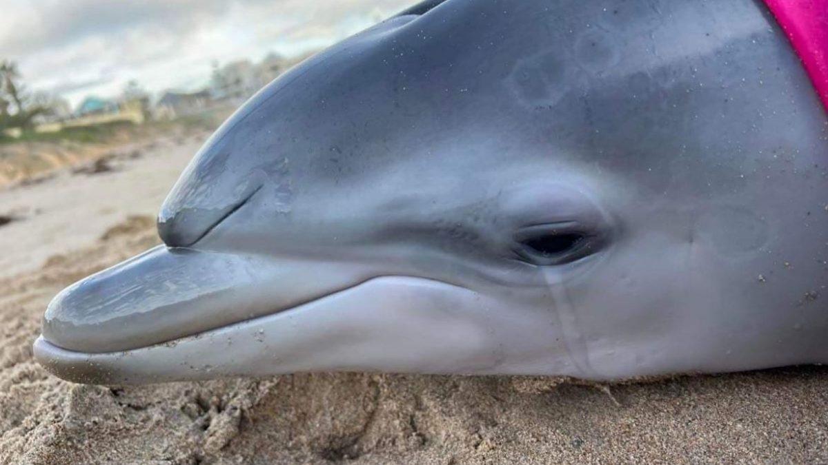 Yunusların Kıyaya Vurarak Ölmelerinin Ardındaki Gizem Sonunda Çözüldü: Sebebi İntihar Değilmiş!