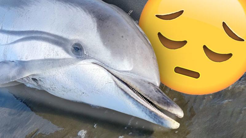 Yunusların Kıyaya Vurarak Ölmelerinin Ardındaki Gizem Sonunda Çözüldü: Sebebi İntihar Değilmiş!