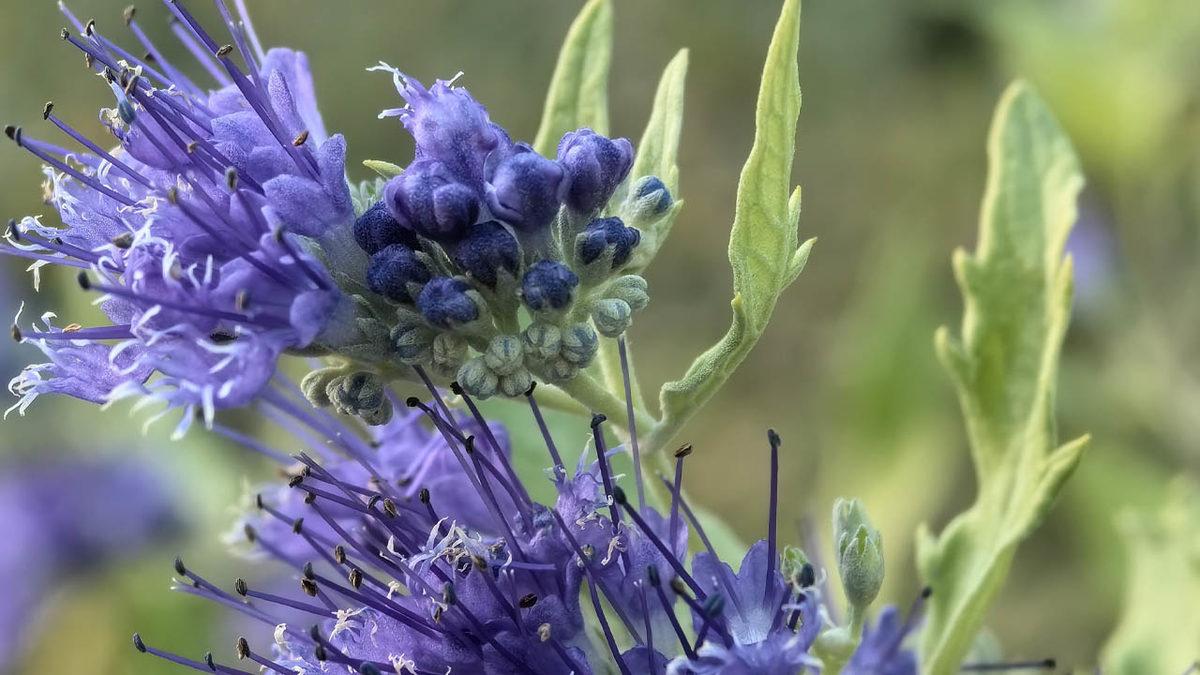 Kamerası En İyi Akıllı Telefonlar Belli Oldu: iPhone ve Samsung Zirveye Yaklaşamıyor!