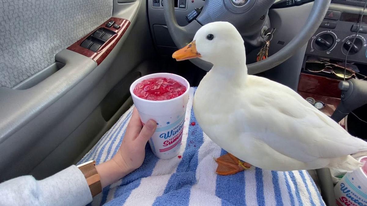 Ayda 4.500 Dolar Kazanıyor: Evine Ekmek Götürmek İçin Influencer Olan Ördekle Tanışın