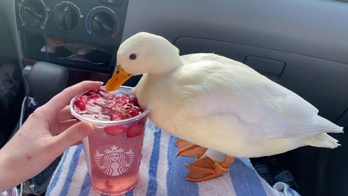 Ayda 4.500 Dolar Kazanıyor: Evine Ekmek Götürmek İçin Influencer Olan Ördekle Tanışın