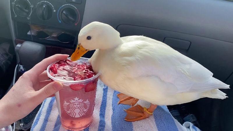 Ayda 4.500 Dolar Kazanıyor: Evine Ekmek Götürmek İçin Influencer Olan Ördekle Tanışın