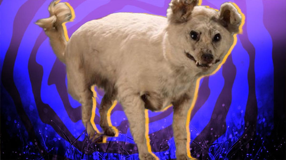 Evde Beslediklerimize Hiç Benzemiyorlar: Canlı Olarak Hiç Görmediğimiz, Soyu Tükenmiş 13 Köpek Irkı