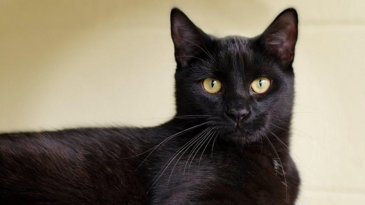 Kedilerin Renkleri ve Karakterleri Arasında Bir Bağlantı Var mı? İşte Renk Sınıfları ve Özellikleri