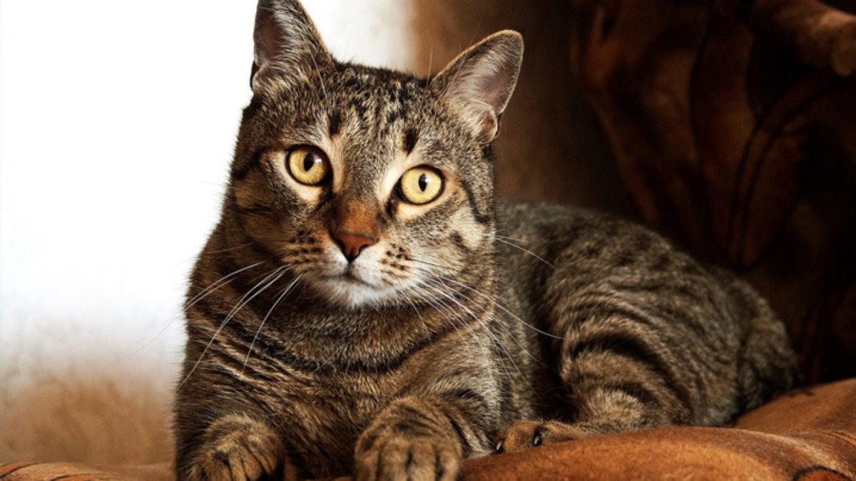 Kedilerin Renkleri ve Karakterleri Arasında Bir Bağlantı Var mı? İşte Renk Sınıfları ve Özellikleri