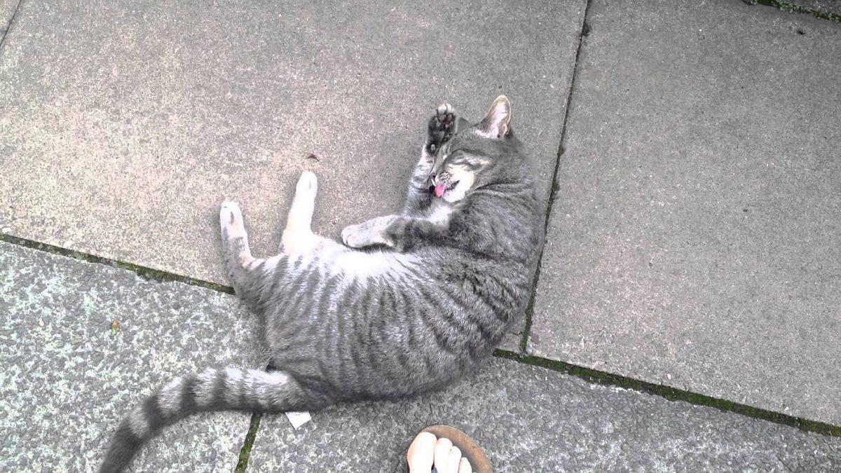 Kedilerin Renkleri ve Karakterleri Arasında Bir Bağlantı Var mı? İşte Renk Sınıfları ve Özellikleri