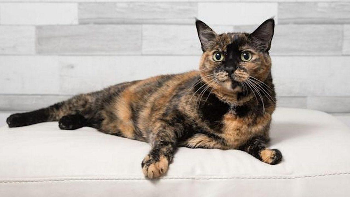 Kedilerin Renkleri ve Karakterleri Arasında Bir Bağlantı Var mı? İşte Renk Sınıfları ve Özellikleri