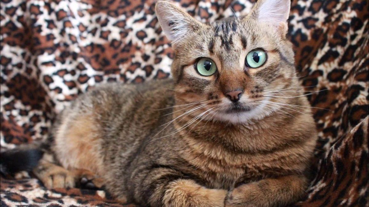 Kedilerin Renkleri ve Karakterleri Arasında Bir Bağlantı Var mı? İşte Renk Sınıfları ve Özellikleri