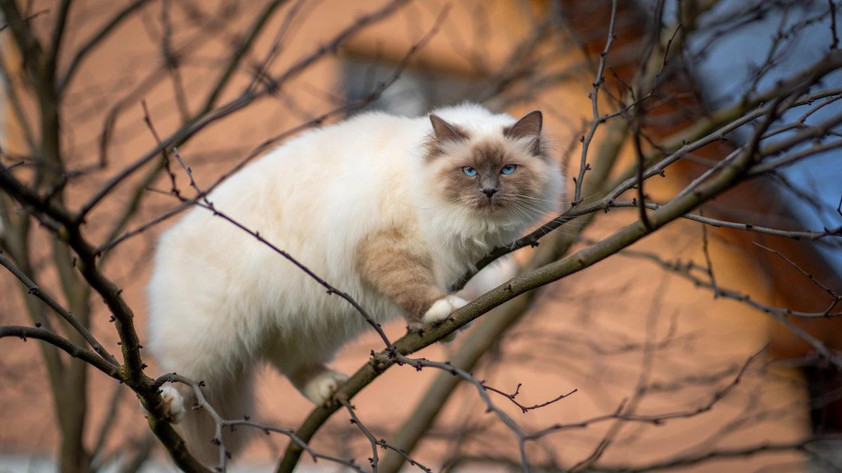 Kedilerin Renkleri ve Karakterleri Arasında Bir Bağlantı Var mı? İşte Renk Sınıfları ve Özellikleri