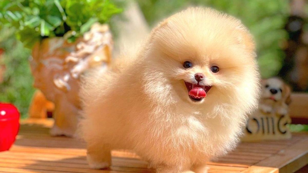 Bir Dönem Kızak Köpeği Olarak Kullanılmışlar: Pomeranian Irkı Köpekler Hakkında 9 Bilimsel Gerçek