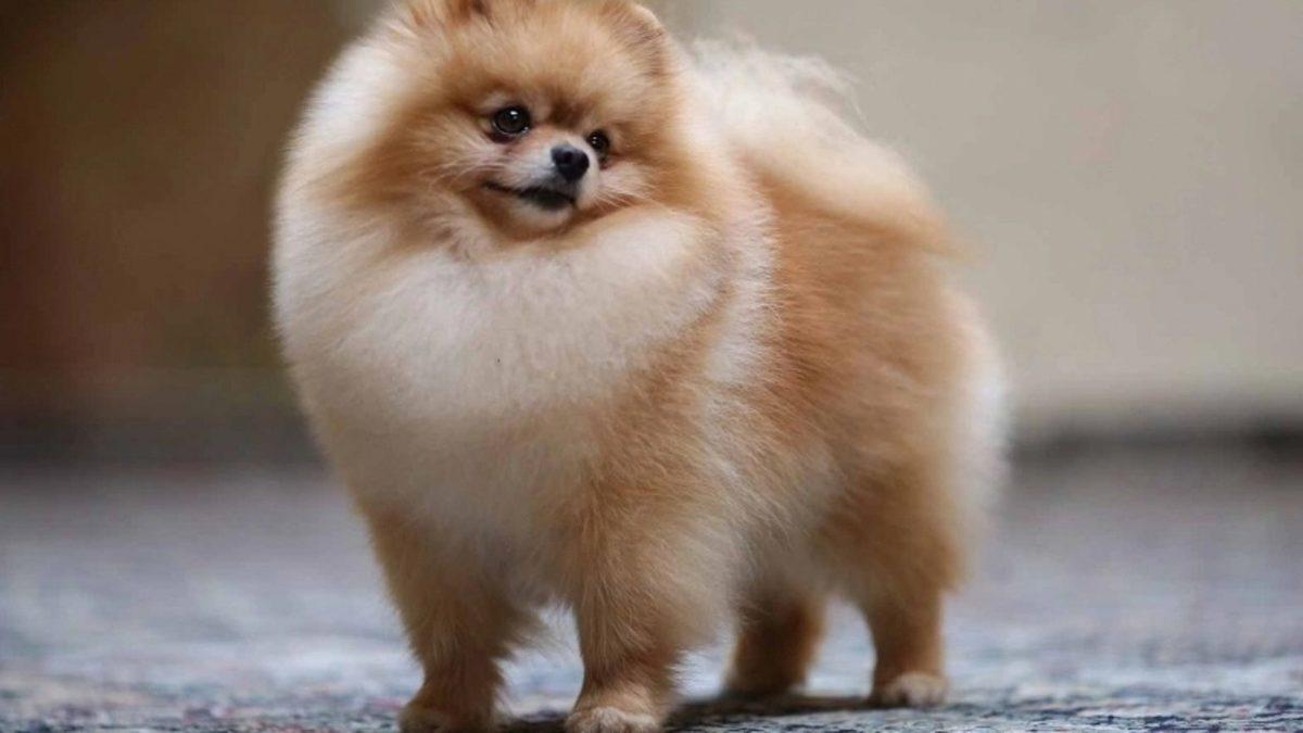 Bir Dönem Kızak Köpeği Olarak Kullanılmışlar: Pomeranian Irkı Köpekler Hakkında 9 Bilimsel Gerçek