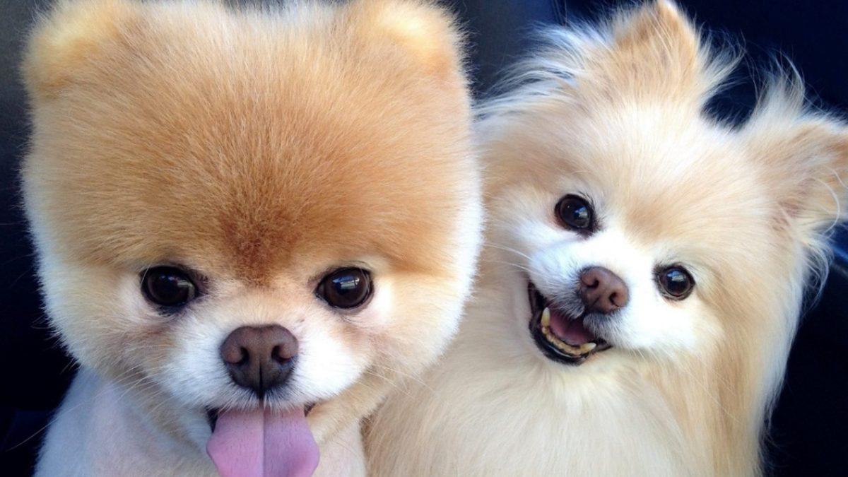 Bir Dönem Kızak Köpeği Olarak Kullanılmışlar: Pomeranian Irkı Köpekler Hakkında 9 Bilimsel Gerçek