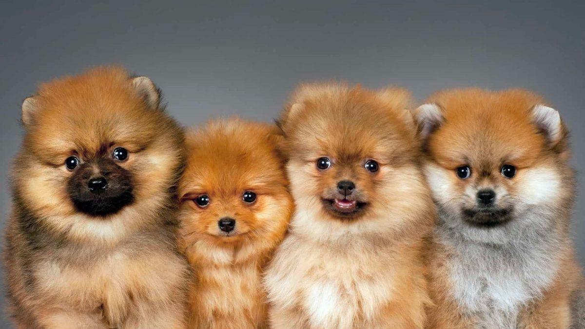 Bir Dönem Kızak Köpeği Olarak Kullanılmışlar: Pomeranian Irkı Köpekler Hakkında 9 Bilimsel Gerçek